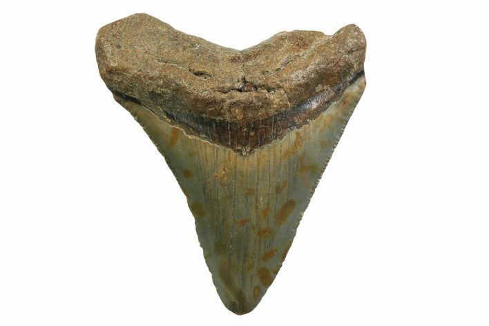 Juvenile Megalodon Tooth - North Carolina #354537